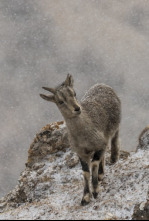 Imagen de El reino helado de la pantera de las nieves - 4