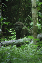 Imagen de Planeta selva: La jungla oscura - 4
