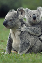 Imagen de La vida secreta de los koalas - 4