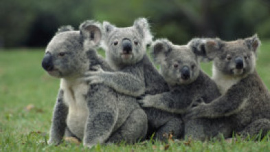 Imagen de La vida secreta de los koalas - 5