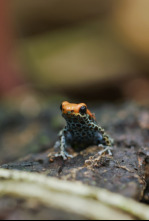 Imagen de Supersentidos: Un mundo invisible - 4