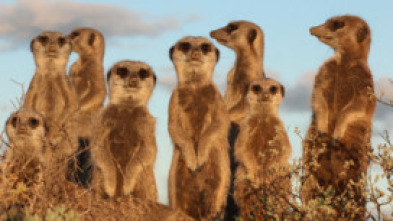 Imagen de Supersentidos: Un mundo invisible - 5