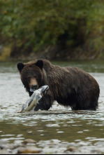 Imagen de Valley of the Bears - 4