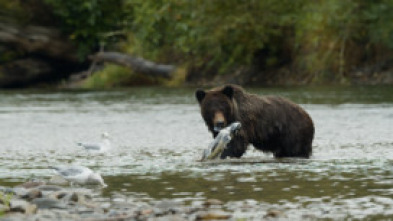 Imagen de Valley of the Bears - 5