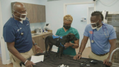 Imagen de Critter Fixers: ¡Que suenen los ladridos! - 5