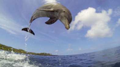 Imagen de Delfines. Un espía en la manada  - 5