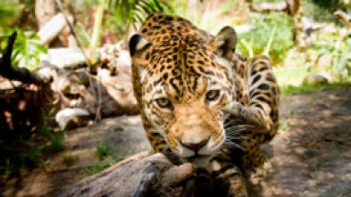 Imagen de The  y el dinosaurio...: Zorros - 5