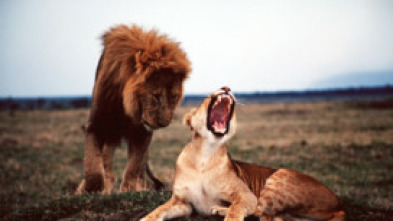 Imagen de Batallas salvajes: batallas de leones - 5