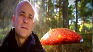 Imagen de El encantador de setas - 5