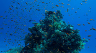 Imagen de Maravillas del océano: Depredador o presa  - 5