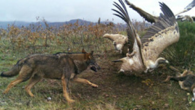 Imagen de Territorio salvaje - 14