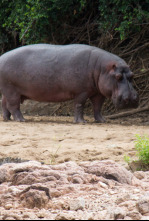 Imagen de Guerras de cocodrilos - 4