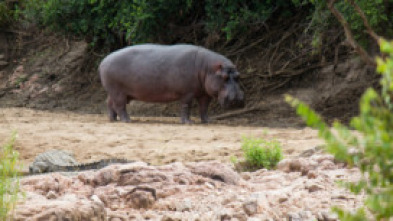 Imagen de Guerras de cocodrilos - 5