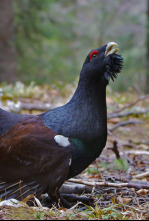 Imagen de Eslovenia salvaje - 4