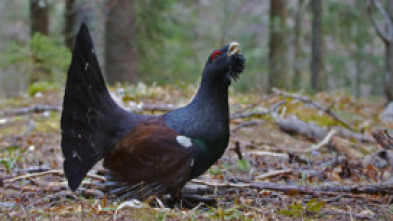 Imagen de Eslovenia salvaje - 5