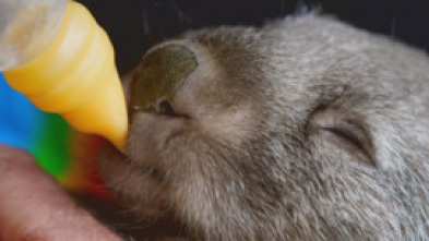 Imagen de Animales bebé  - 5