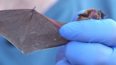 Imagen de El escarabajo verde: Víctimas del ruido - 5