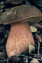 Imagen de Caçadors de bolets (T9): Ep.1 - 4