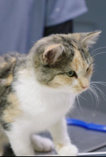 Imagen de Veterinarios de Nebraska: Patitas y garritas - 4