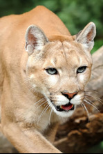 Imagen de Dentro del mundo salvaje: Agua dulce - 4