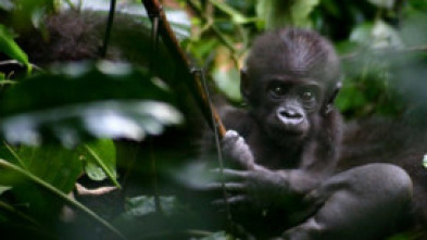 Imagen de Gorila misterioso - 9