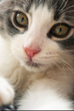 Imagen de 100% pur poils - 4