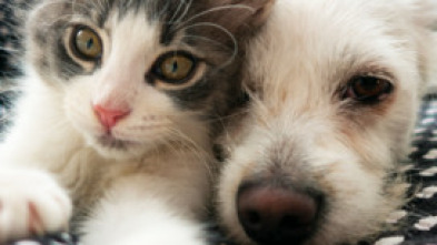 Imagen de 100% pur poils - 5