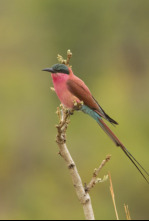 Imagen de Edén: paraísos remotos: Namibia: el desierto del Namib - 4