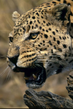 Imagen de Top 10 animal: Enjambres - 4