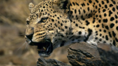 Imagen de Top 10 animal  - 15