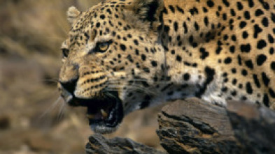 Imagen de Top 10 animal: Ataques - 5