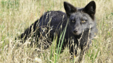 Imagen de Jara y sedal (T25/26) - 5