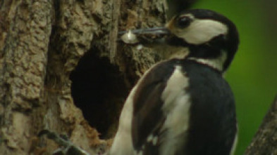 Imagen de Catalunya salvatge: Naturalesa en perill - 5