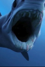 Imagen de Tiburón contra depredador - 9