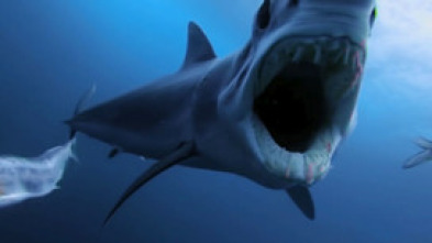 Imagen de Tiburón contra depredador - 10