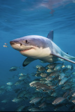 Imagen de Tiburón contra ballena - 7