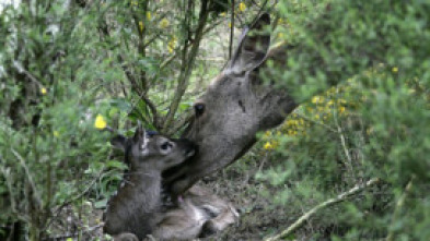 Imagen de Ternura salvaje: Un día en el bosque - 5