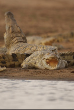 Imagen de Hipopótamo contra cocodrilo - 9