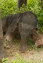 Imagen de Sri Lanka, la isla de los elefantes - 4