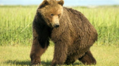 Imagen de El último oso pardo del Valle Paraíso - 5