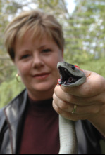 Imagen de Mambas negras: un problema mortal - 4