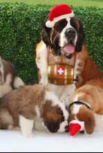 Imagen de La aventura navideña de Beethoven - 6