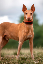 Imagen de Podencos a pelo y a pluma - 4