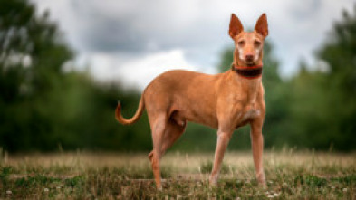 Imagen de Podencos a pelo y a pluma - 5