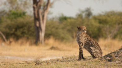 Imagen de Safari letal: Dientes vs. garras - 7