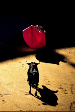 Imagen de Toros - 4