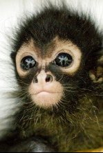 Imagen de Mundo natural  - 4