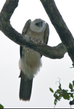 Imagen de El mono comiendo águila venezolana - 4