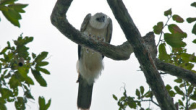 Imagen de El mono comiendo águila venezolana - 5