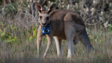 Imagen de Animales con cámaras: Australia - 5